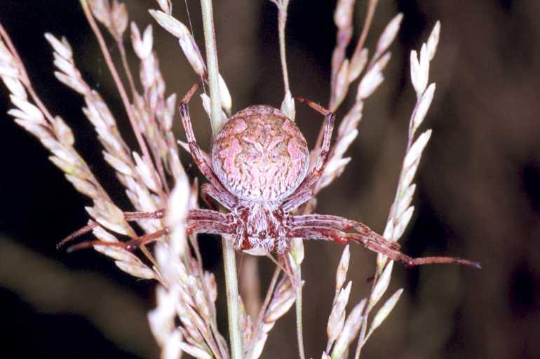 Eriophora_hamiltoni_F1657_Z_85_Mt Birangeli state park_Australie.jpg